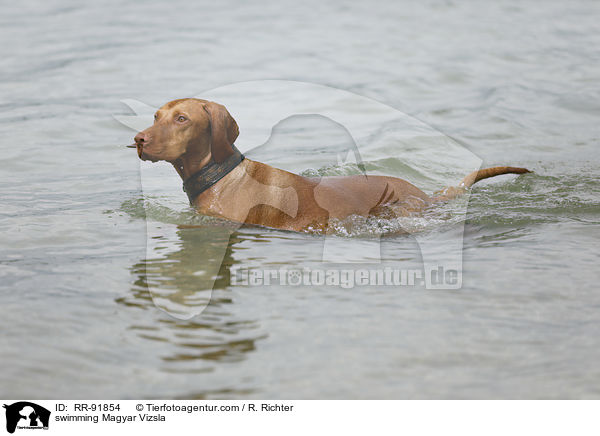 swimming Magyar Vizsla / RR-91854