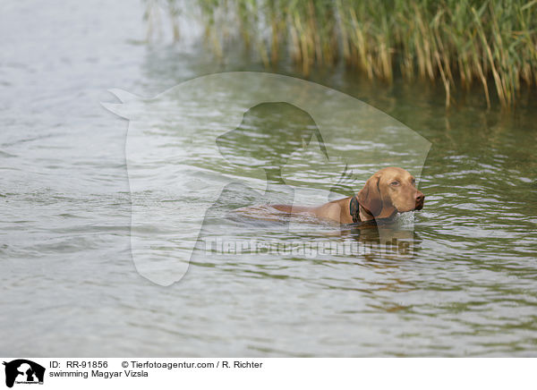 swimming Magyar Vizsla / RR-91856