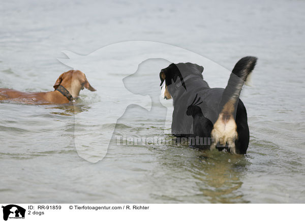 2 dogs / RR-91859