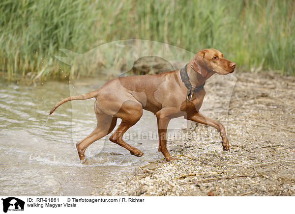 walking Magyar Vizsla / RR-91861