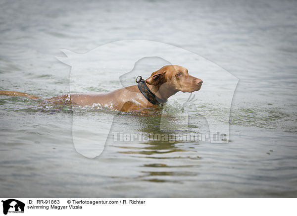 swimming Magyar Vizsla / RR-91863