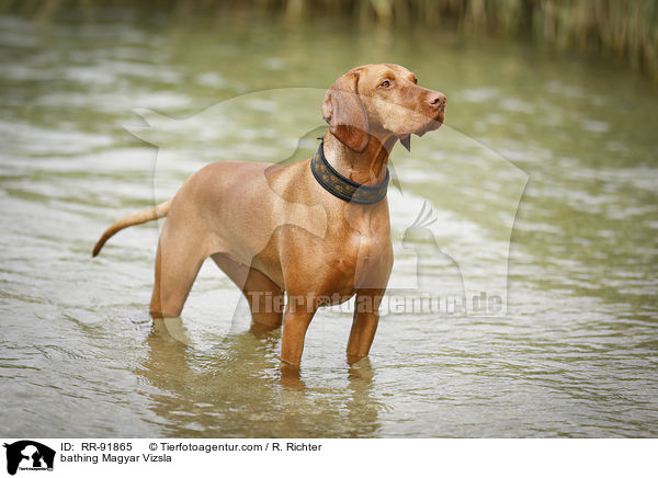bathing Magyar Vizsla / RR-91865