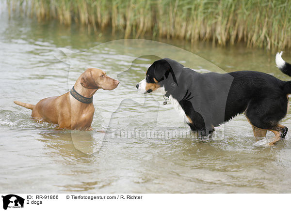 2 dogs / RR-91866