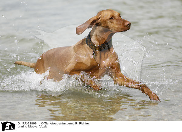 running Magyar Vizsla / RR-91869