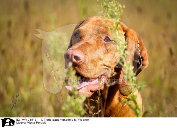 Magyar Vizsla Portrait / MW-01516