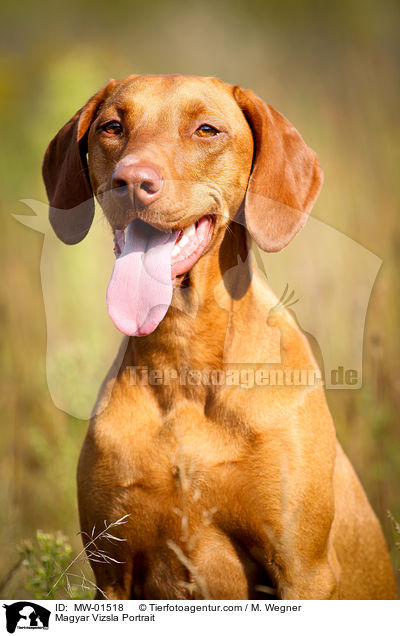 Magyar Vizsla Portrait / MW-01518