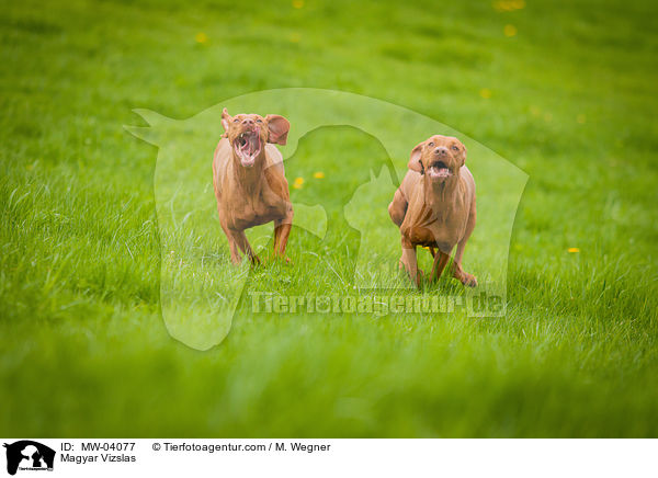 Magyar Vizslas / MW-04077