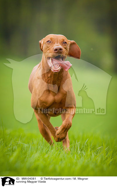 running Magyar Vizsla / MW-04081
