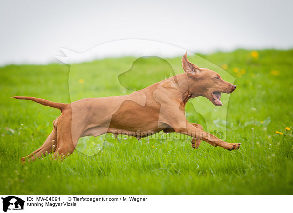 running Magyar Vizsla / MW-04091