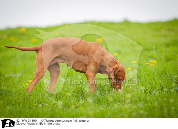 Magyar Vizsla sniffs in the grass / MW-04100