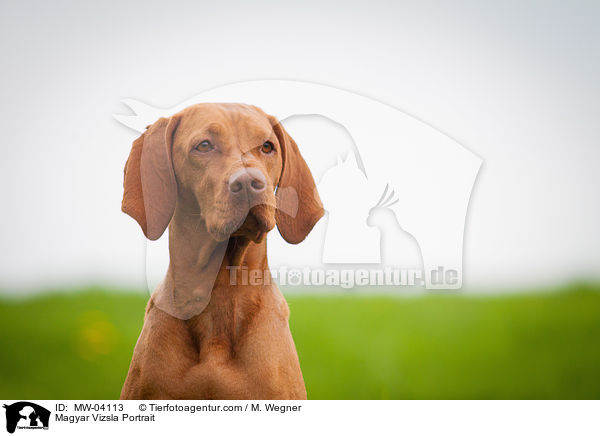 Magyar Vizsla Portrait / MW-04113