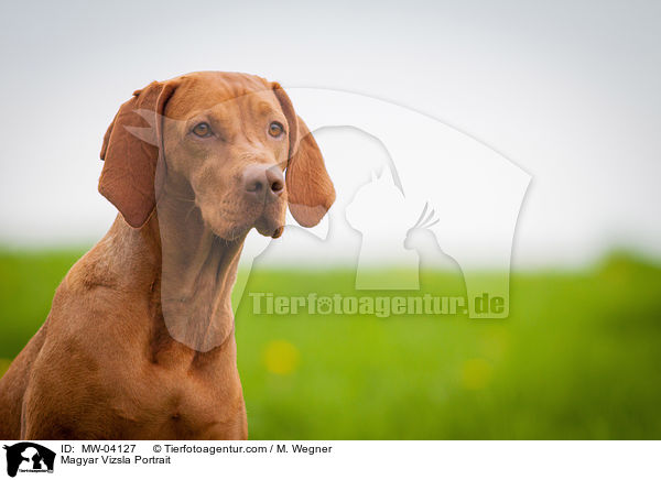 Magyar Vizsla Portrait / MW-04127