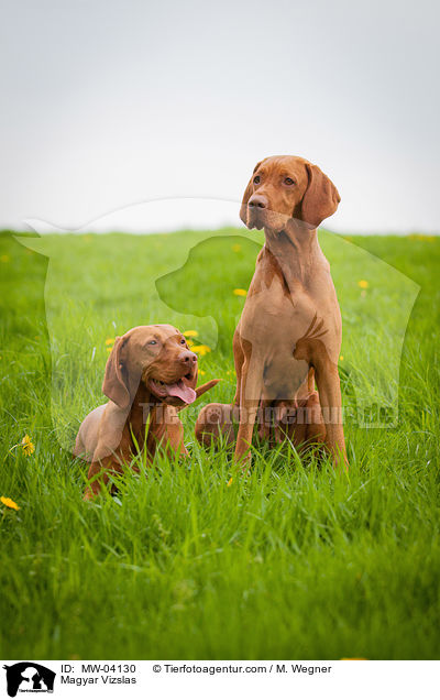 Magyar Vizslas / MW-04130
