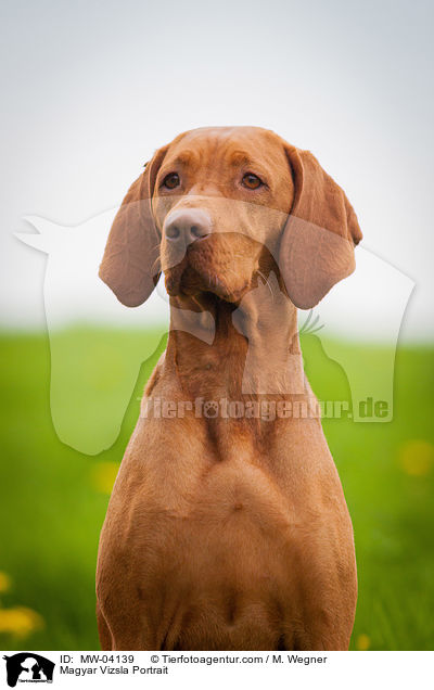 Magyar Vizsla Portrait / MW-04139
