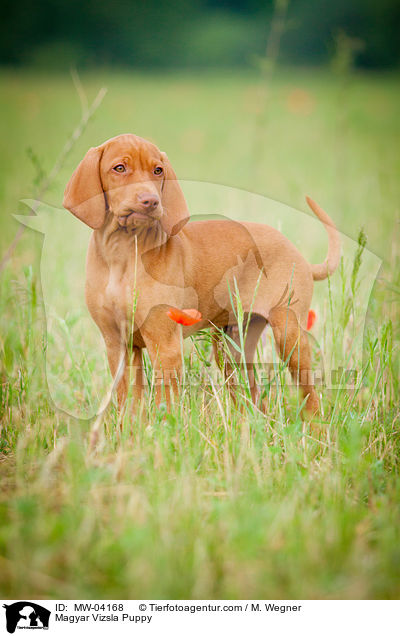 Magyar Vizsla Puppy / MW-04168