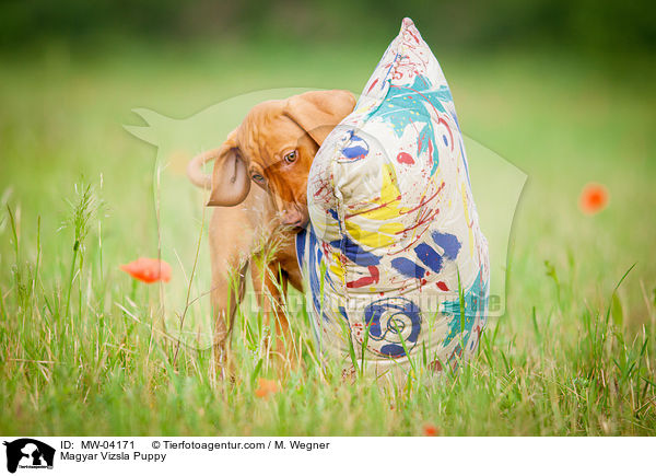Magyar Vizsla Puppy / MW-04171