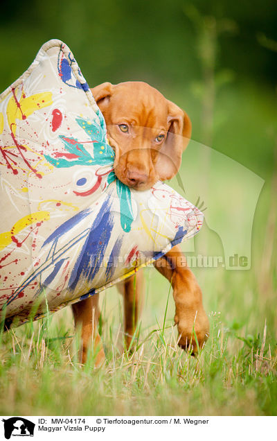 Magyar Vizsla Puppy / MW-04174