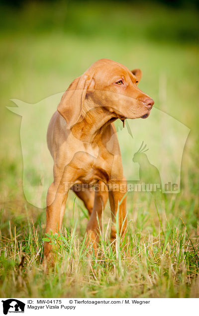 Magyar Vizsla Puppy / MW-04175
