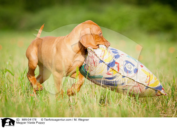 Magyar Vizsla Puppy / MW-04178