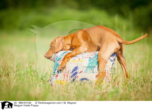 Magyar Vizsla Puppy / MW-04182