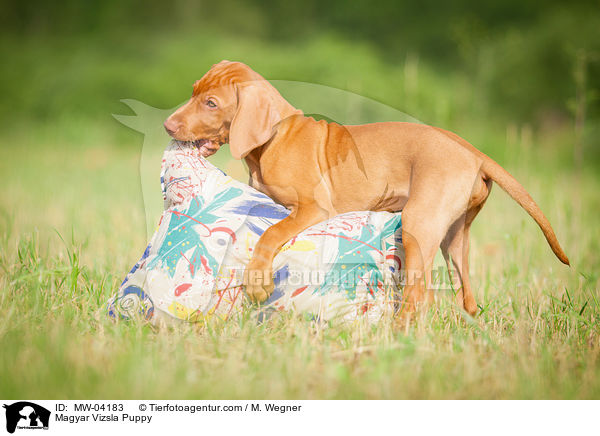 Magyar Vizsla Puppy / MW-04183