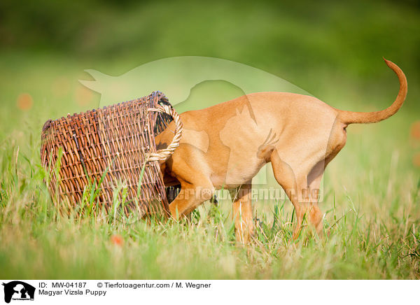 Magyar Vizsla Puppy / MW-04187