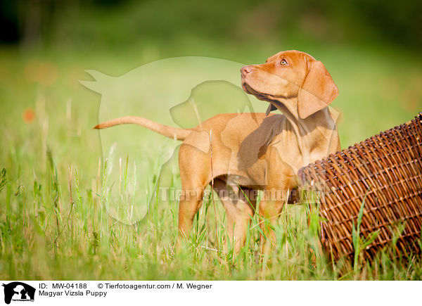 Magyar Vizsla Puppy / MW-04188
