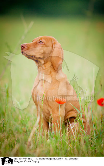Magyar Vizsla Welpe / Magyar Vizsla Puppy / MW-04189