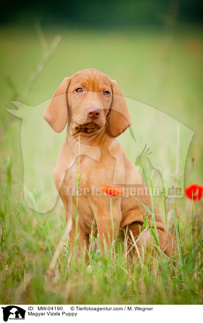Magyar Vizsla Puppy / MW-04190