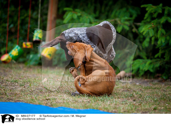 Hundeschule / dog obedience school / MW-07177