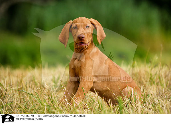 Magyar Vizsla Puppy / YJ-15079
