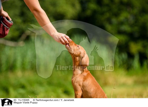 Magyar Vizsla Puppy / YJ-15085
