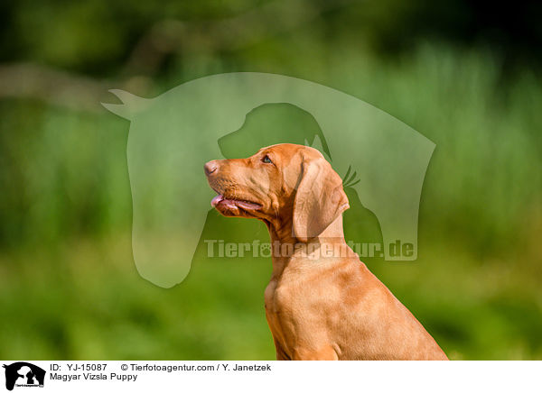 Magyar Vizsla Puppy / YJ-15087