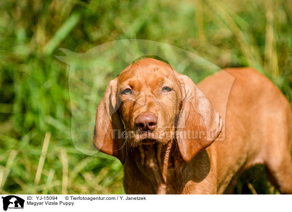 Magyar Vizsla Puppy / YJ-15094