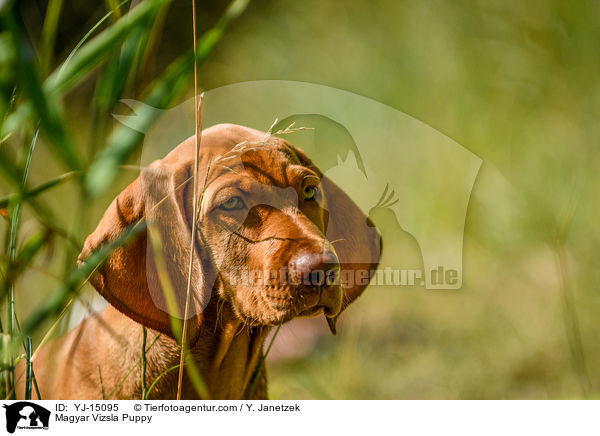 Magyar Vizsla Puppy / YJ-15095