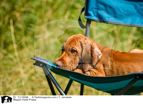 Magyar Vizsla Puppy / YJ-15096