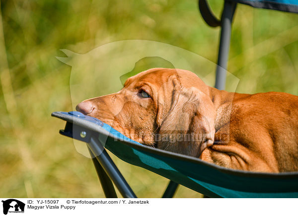 Magyar Vizsla Puppy / YJ-15097