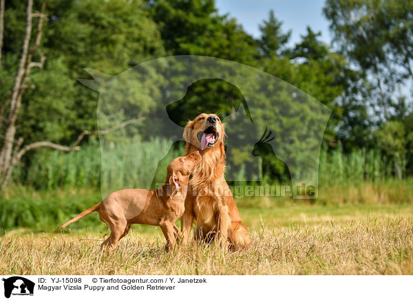 Magyar Vizsla Puppy and Golden Retriever / YJ-15098