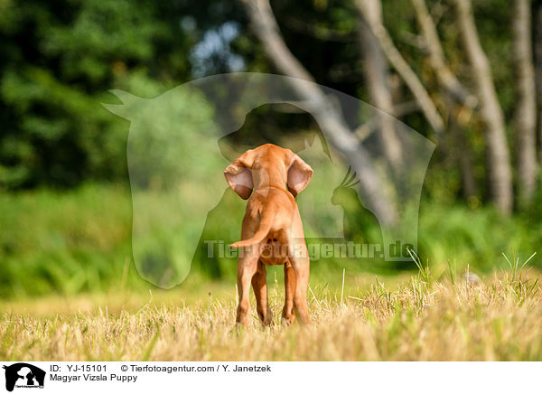 Magyar Vizsla Puppy / YJ-15101