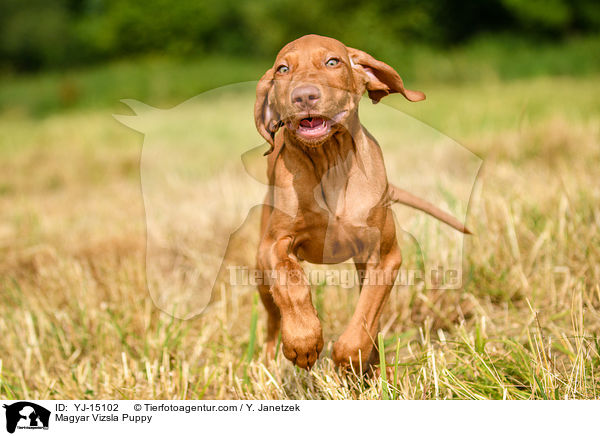 Magyar Vizsla Puppy / YJ-15102