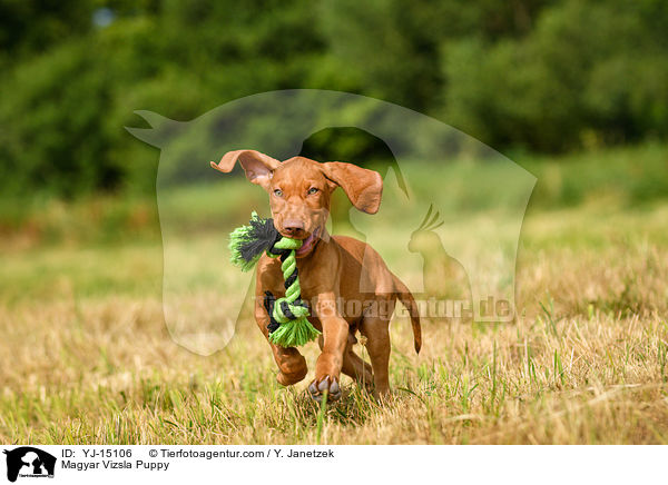 Magyar Vizsla Puppy / YJ-15106