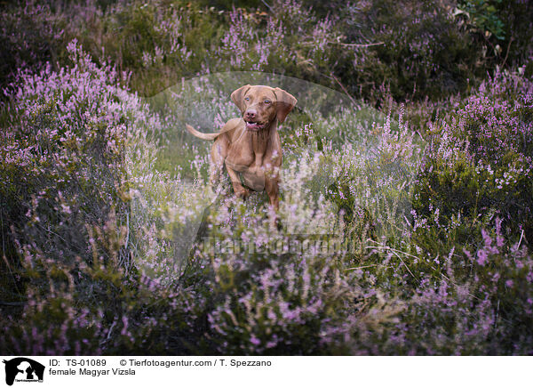 female Magyar Vizsla / TS-01089