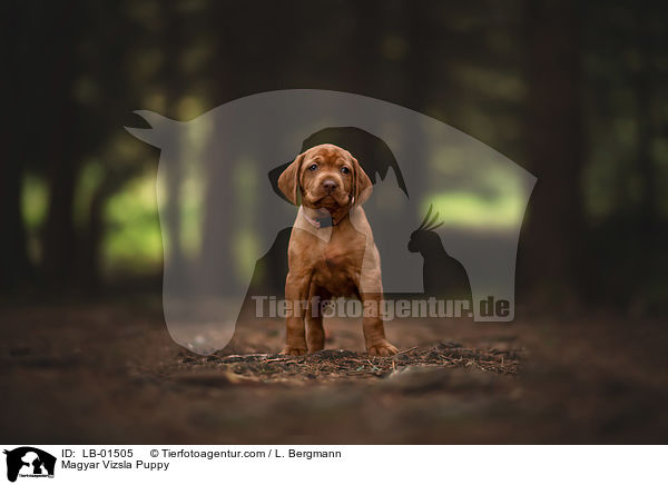Magyar Vizsla Puppy / LB-01505