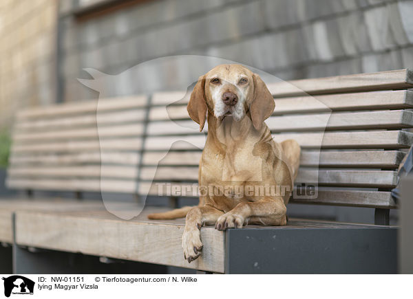 lying Magyar Vizsla / NW-01151