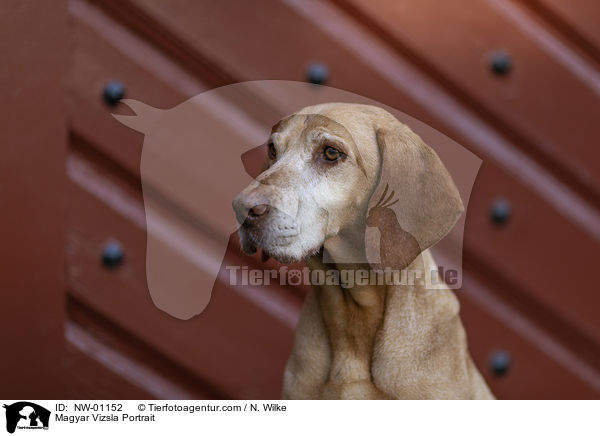 Magyar Vizsla Portrait / NW-01152
