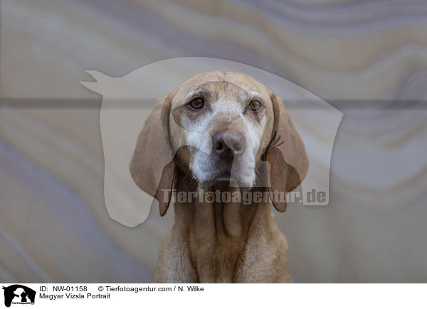 Magyar Vizsla Portrait / NW-01158