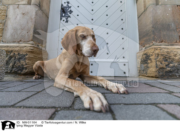 lying Magyar Vizsla / NW-01164