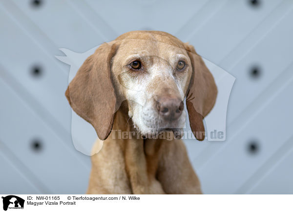 Magyar Vizsla Portrait / NW-01165