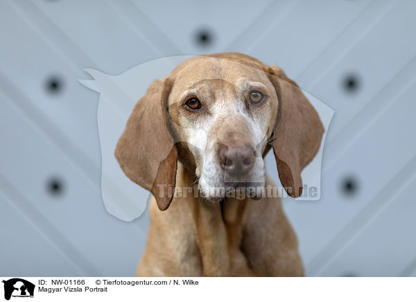 Magyar Vizsla Portrait / NW-01166