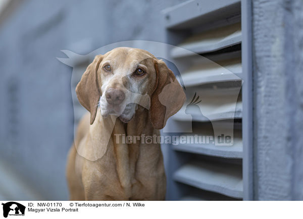 Magyar Vizsla Portrait / NW-01170
